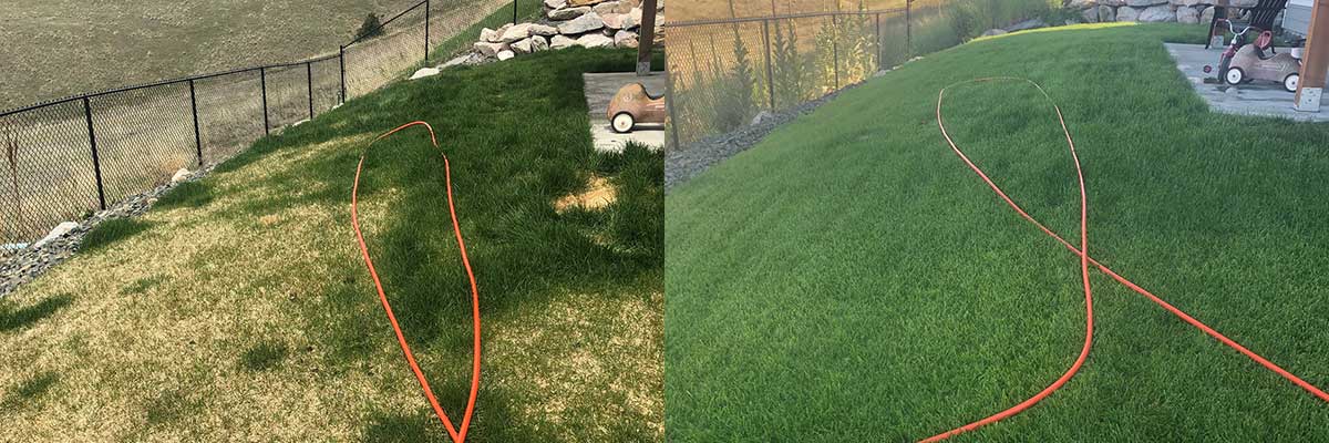 Liquid fertilization to save your lawn from harsh Montana winters